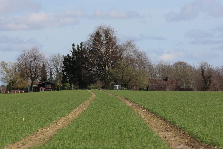 path, lawn, nature-4934456.jpg